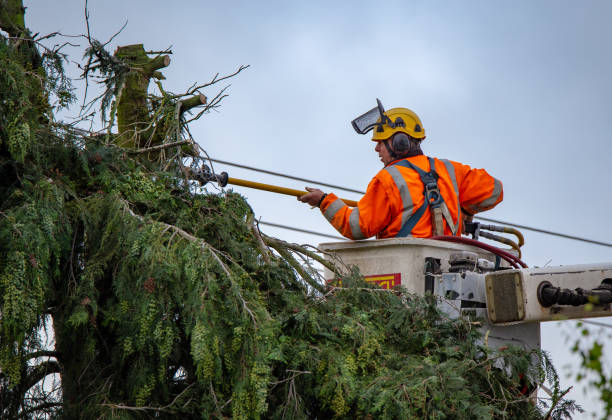 Best Seasonal Cleanup (Spring/Fall)  in USA