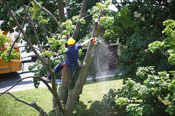 Best Tree and Shrub Care  in USA